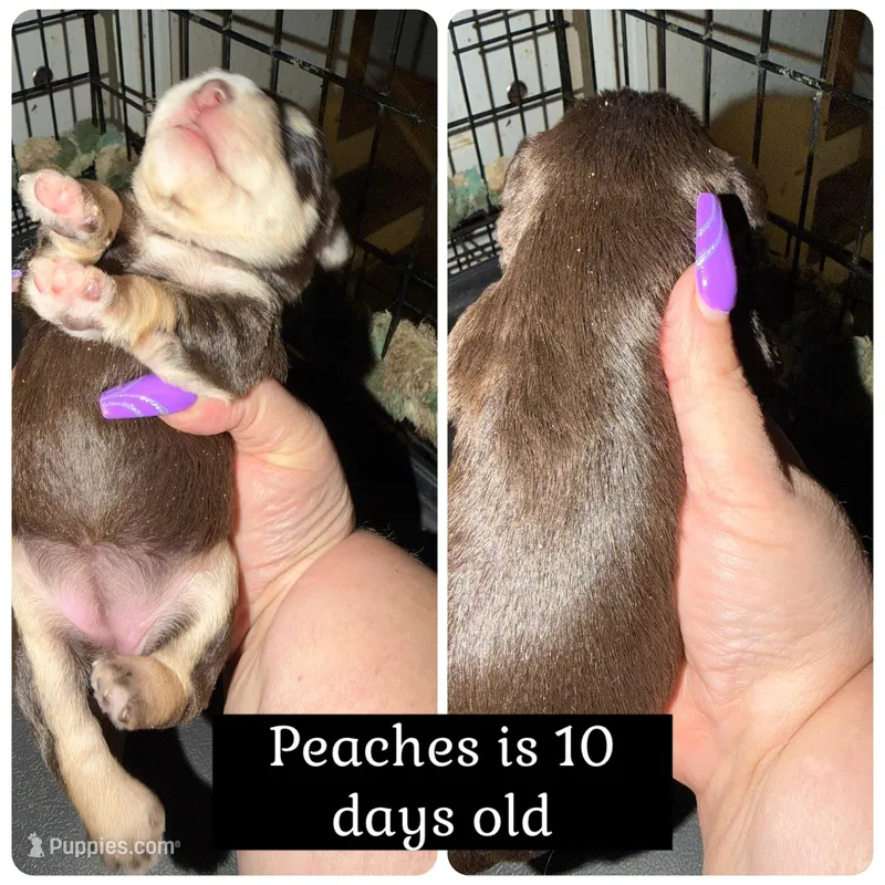 Peaches – Miniature Schnauzer puppy for sale in Colorado Springs, CO
