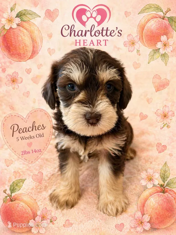 Peaches – Miniature Schnauzer puppy for sale in Colorado Springs, CO