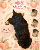 Peaches, a female Miniature Schnauzer for sale in Colorado Springs, CO – 8 of 8
