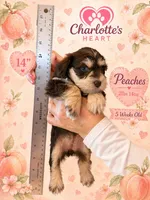 Peaches, a female Miniature Schnauzer for sale in Colorado Springs, CO – 4 of 8