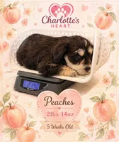 Peaches, a female Miniature Schnauzer for sale in Colorado Springs, CO – 3 of 8