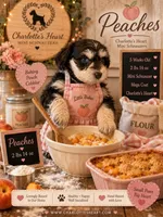 Peaches, a female Miniature Schnauzer for sale in Colorado Springs, CO – 1 of 8
