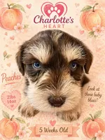 Peaches, a female Miniature Schnauzer for sale in Colorado Springs, CO – 2 of 8