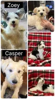 Peaches, a female Miniature Schnauzer for sale in Colorado Springs, CO – 5 of 8