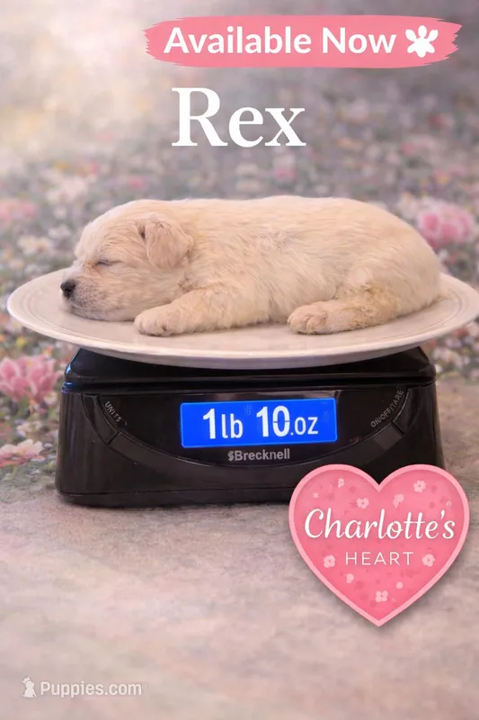 Rex – Miniature Schnauzer puppy for sale in Colorado Springs, CO