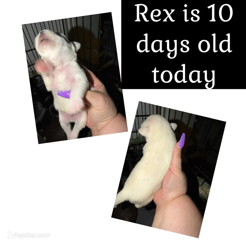 Rex – Miniature Schnauzer puppy for sale in Colorado Springs, CO