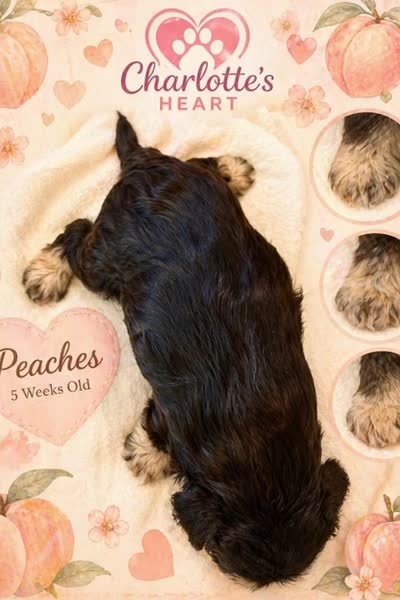 Peaches, a female Miniature Schnauzer for sale in Colorado Springs, CO – 7 of 8