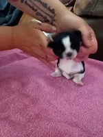 Female 3. Ladies puppy, a female Shih Tzu for sale in Brainerd, MN – Photo 3 of 6