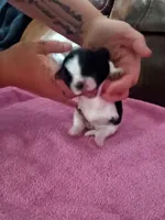 Female 3. Ladies puppy, a female Shih Tzu for sale in Brainerd, MN – Photo 4 of 6