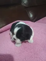 Female 3. Ladies puppy, a female Shih Tzu for sale in Brainerd, MN – Photo 5 of 6