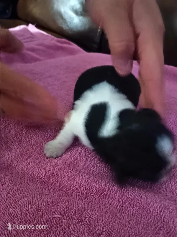 Female 3. Ladies puppy