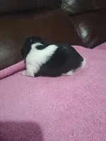 Female 3. Ladies puppy, a female Shih Tzu for sale in Brainerd, MN – Photo 6 of 6