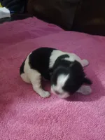 Female 3. Ladies puppy, a female Shih Tzu for sale in Brainerd, MN – Photo 2 of 6