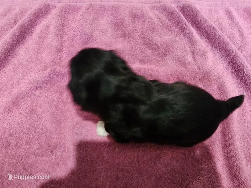 Buyer will name the puppy