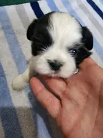 Buyer will name the puppy, a male Shih Tzu for sale in Brainerd, MN – Photo 2 of 4