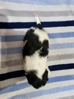 Buyer will name the puppy, a male Shih Tzu for sale in Brainerd, MN – Photo 3 of 4