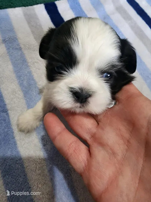 Buyer will name the puppy