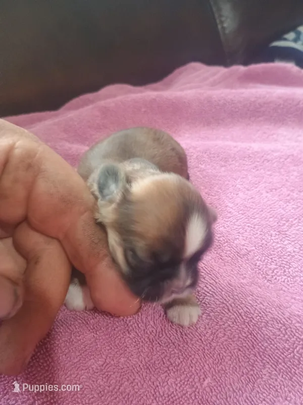 Female 3, a female Shih Tzu for sale in Brainerd, MN – Photo 1 of 5