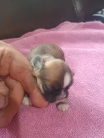 Female 3, a female Shih Tzu for sale in Brainerd, MN – Photo 1 of 5