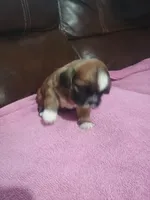 Female 3, a female Shih Tzu for sale in Brainerd, MN – Photo 4 of 5