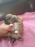 Female 3, a female Shih Tzu for sale in Brainerd, MN – Photo 3 of 5