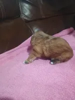 Female 3, a female Shih Tzu for sale in Brainerd, MN – Photo 5 of 5