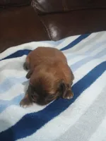 Male 1. Ladies puppy, a male Shih Tzu for sale in Brainerd, MN – Photo 3 of 4