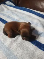 Male 1. Ladies puppy, a male Shih Tzu for sale in Brainerd, MN – Photo 2 of 4