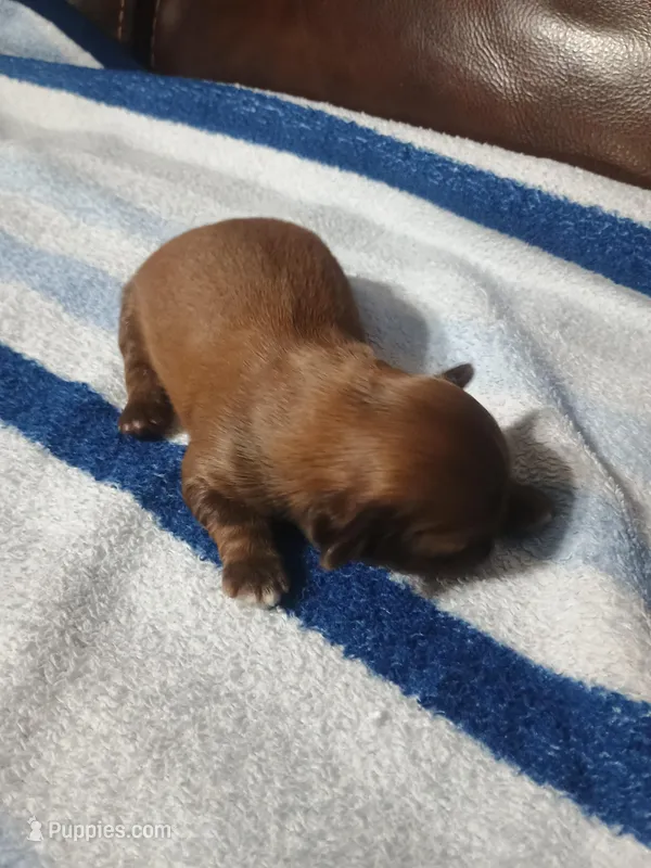 Male 1. Ladies puppy, a male Shih Tzu for sale in Brainerd, MN – Photo 1 of 4