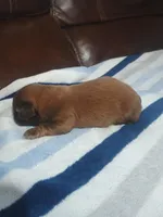 Male 1. Ladies puppy, a male Shih Tzu for sale in Brainerd, MN – Photo 4 of 4