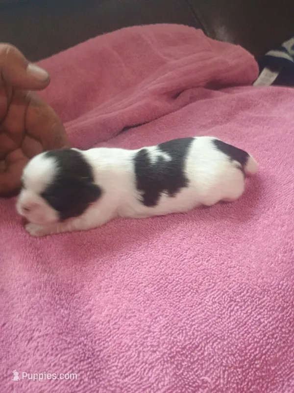 Female 1, a female Shih Tzu for sale in Brainerd, MN – Photo 1 of 3