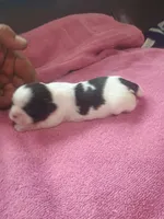 Female 1, a female Shih Tzu for sale in Brainerd, MN – Photo 1 of 3