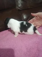 Female 1, a female Shih Tzu for sale in Brainerd, MN – Photo 3 of 3