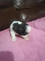 Female 1, a female Shih Tzu for sale in Brainerd, MN – Photo 2 of 3