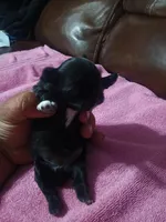 Female 1. Ladies puppy, a female Shih Tzu for sale in Brainerd, MN – Photo 3 of 3