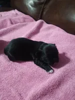 Female 1. Ladies puppy, a female Shih Tzu for sale in Brainerd, MN – Photo 2 of 3