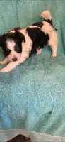 Blk and wht  male , a male Chorkie for sale in Hartford, KY – 3 of 3