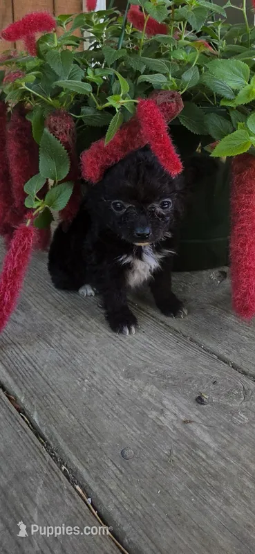 Black long hair male  – Chihuahua puppy for sale in Hartford, KY