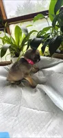 Pink girl , a female Pug for sale in Hartford, KY – 3 of 3