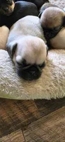 Blue girl , a female Pug for sale in Hartford, KY – 2 of 2