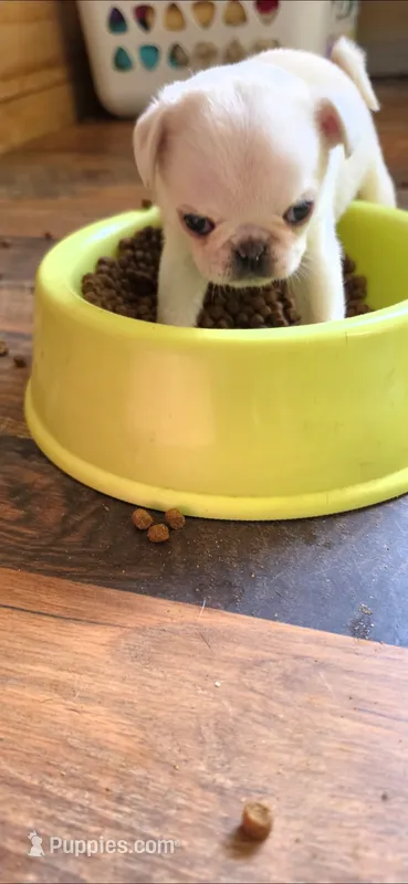 White male  – Pug puppy for sale in Hartford, KY