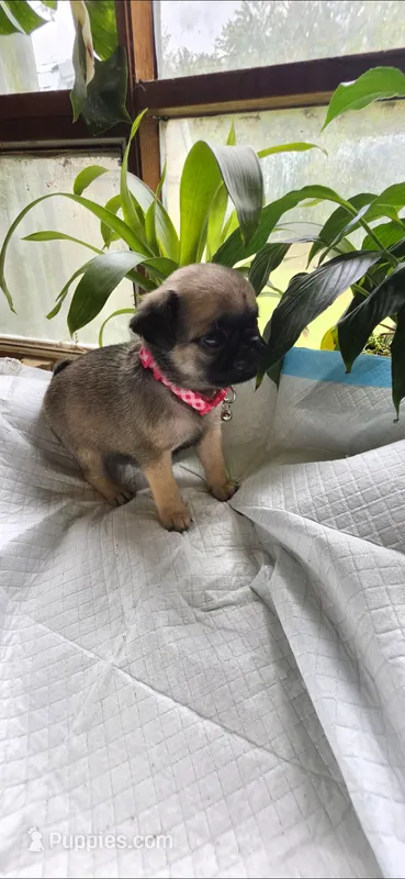 Pink girl  – Pug puppy for sale in Hartford, KY