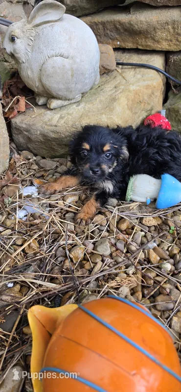 Chorkie  – Chorkie puppy for sale in Hartford, KY