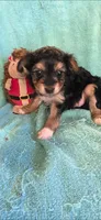 Blk & tan chorkie , a female Yorkipoo for sale in Hartford, KY – 2 of 3
