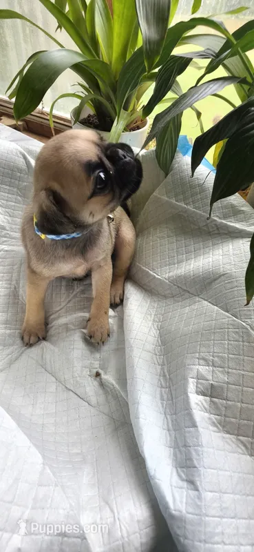 Blue girl  – Pug puppy for sale in Hartford, KY
