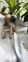 Blue girl , a female Pug for sale in Hartford, KY – 1 of 2