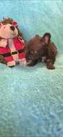 Brown chipoo, a female Chipoo for sale in Hartford, KY – 2 of 2