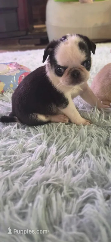 Black and white female  – Pug puppy for sale in Hartford, KY