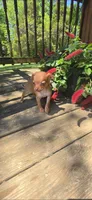 Brown female , a female Chihuahua for sale in Hartford, KY – Photo 3 of 3