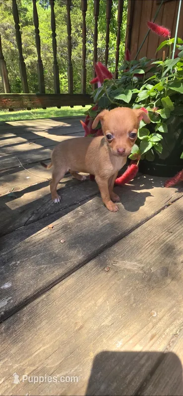 Brown female  – Chihuahua puppy for sale in Hartford, KY